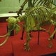 Image for article titled Crete was once swarming with tiny mammoths